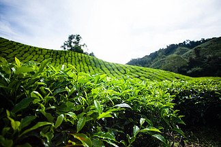 探访马来西亚的碧绿珍宝 茶园种植的传承与挑战