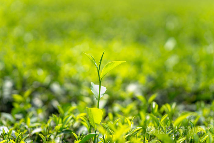 茶叶种植园清晨的绿叶
