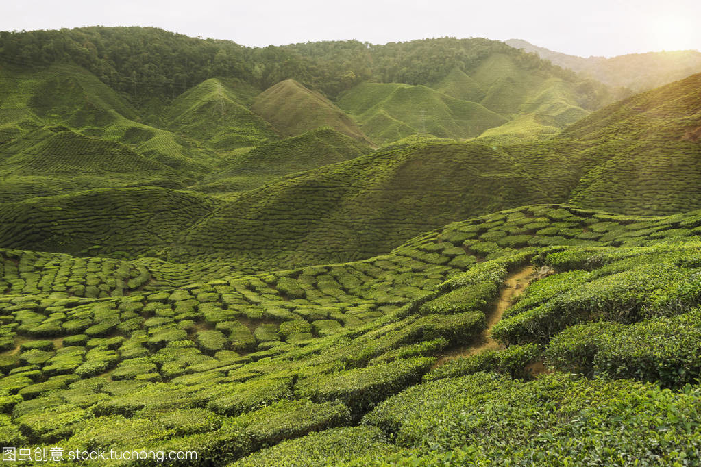 茶种植园马来西亚