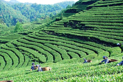 宜宾早茶售价突破3000元/斤，茶种植效益有望迎来新增长
