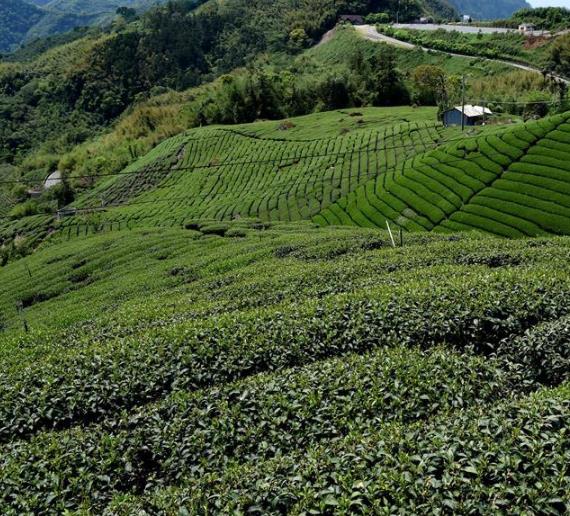台湾阿里山春意盎然 春茶开采正当时